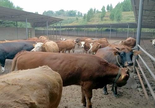 揭秘未来肉牛市场趋势，2025最新肉牛价格与科技展望