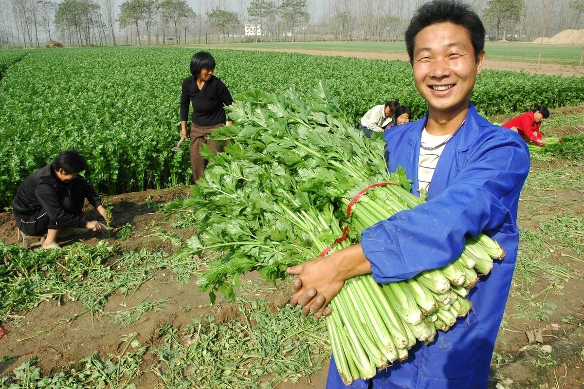 今日芹菜最新价格，一场绿色之旅寻找内心平静