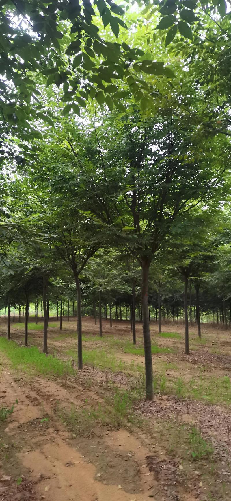 榉树最新价格及市场走势多元观点分析
