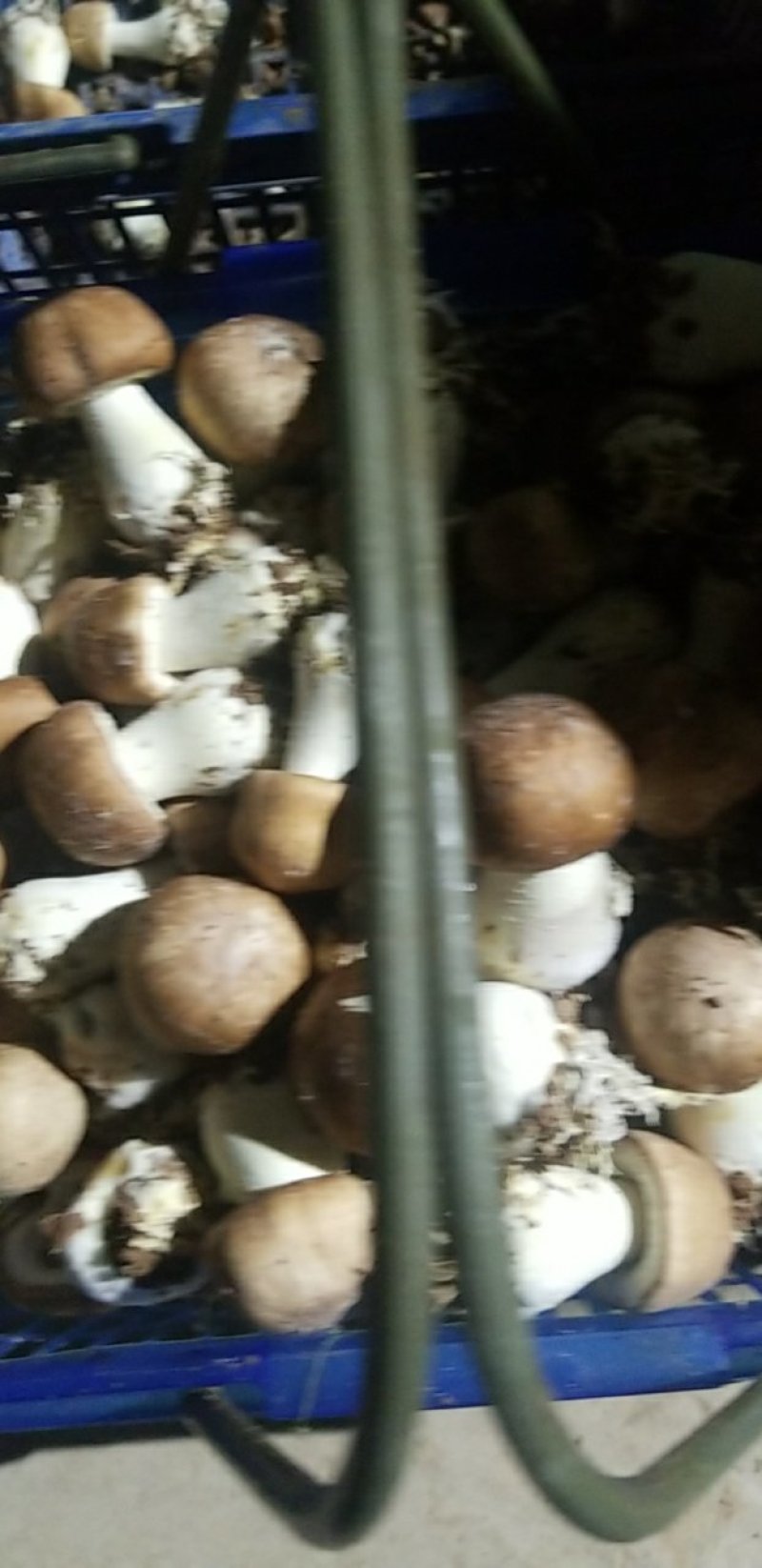 巴西菇最新价格，时代变迁与市场的波动影响