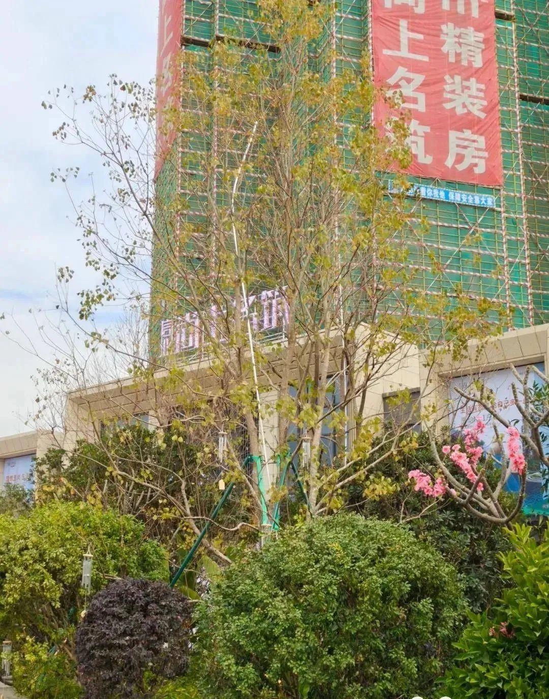 小榄最新楼盘全面概述