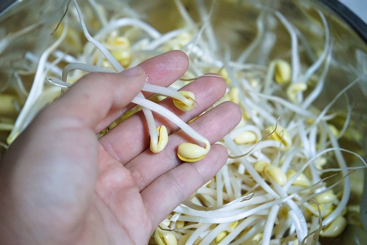 豆芽最新新闻动态，揭秘豆芽产业最新发展📣🥦