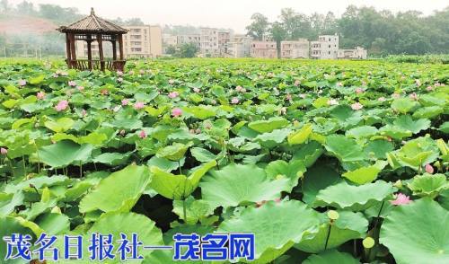 高州荷花杀人案最新进展，科技新品重塑现实，探秘未来生活新纪元