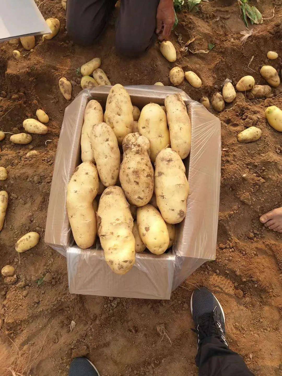 安丘土豆最新价格，科技重塑农业，感受未来种植魅力