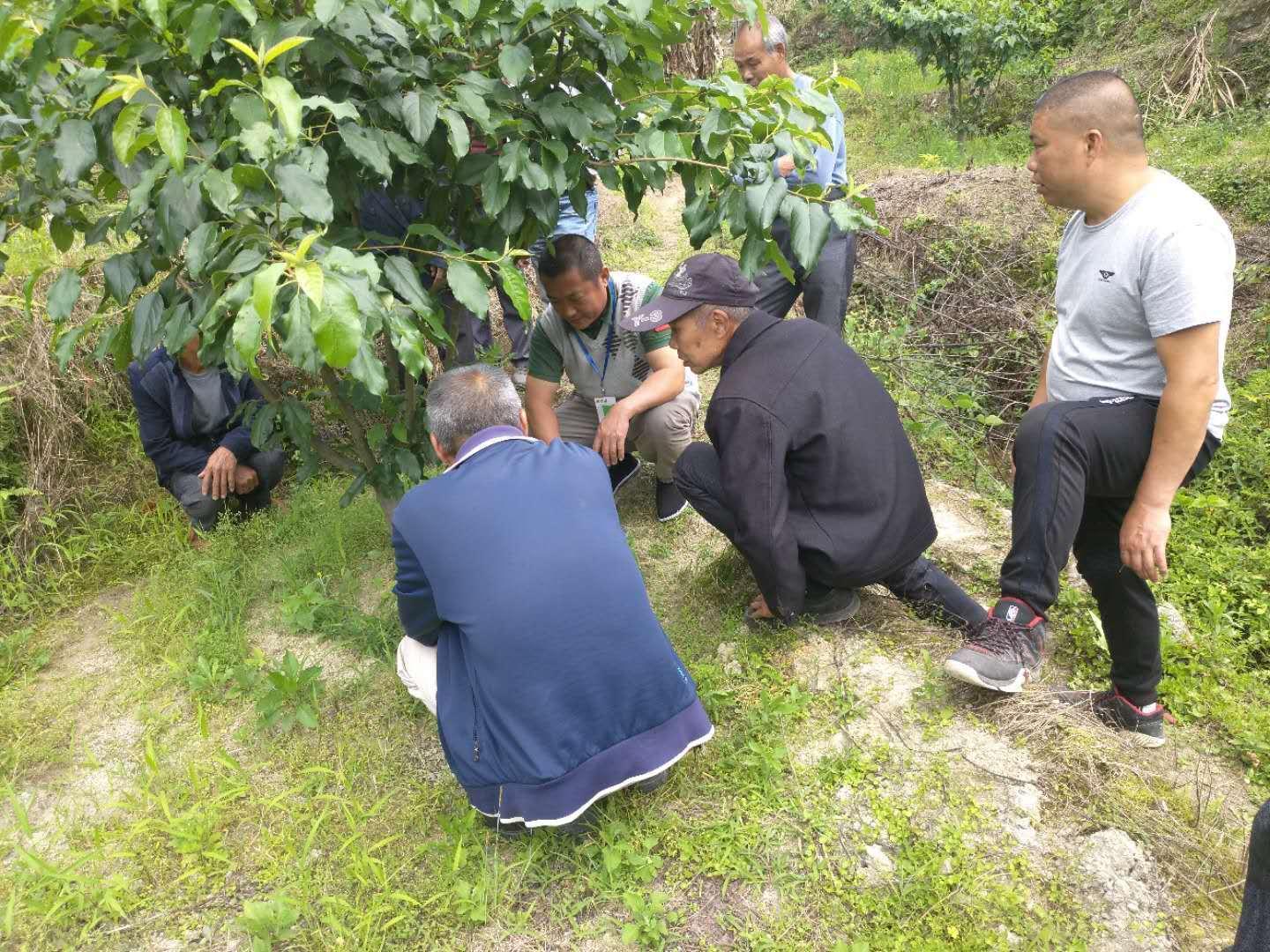 芭蕉最新价格探讨，市场走势与多方观点深度分析