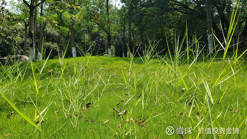 探秘草草最新线路，小巷中的独特风情之旅